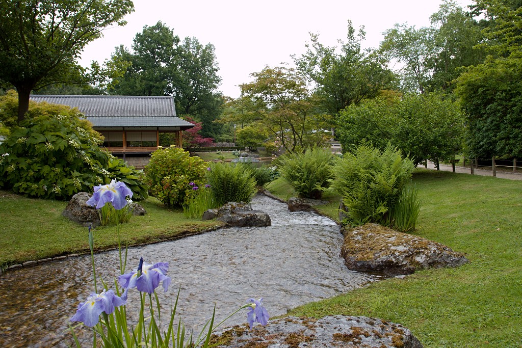 Japanse tuin belgie hasselt koivissen gele Iris ensata koi Cyprinus carpio lente bloesem kersenbloesem voorjaar